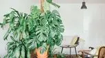 زیباترین مدل‌های گل بزرگ آپارتمانی برای دکوراسیون مدرن: ایده‌ها و نکات کلیدی
