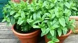 کاشت نعناع در خانه: راهنمای کامل برای داشتن نعناع تازه و خوش عطر
