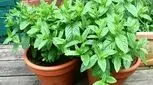 کاشت نعناع در خانه: راهنمای کامل برای داشتن نعناع تازه و خوش عطر
