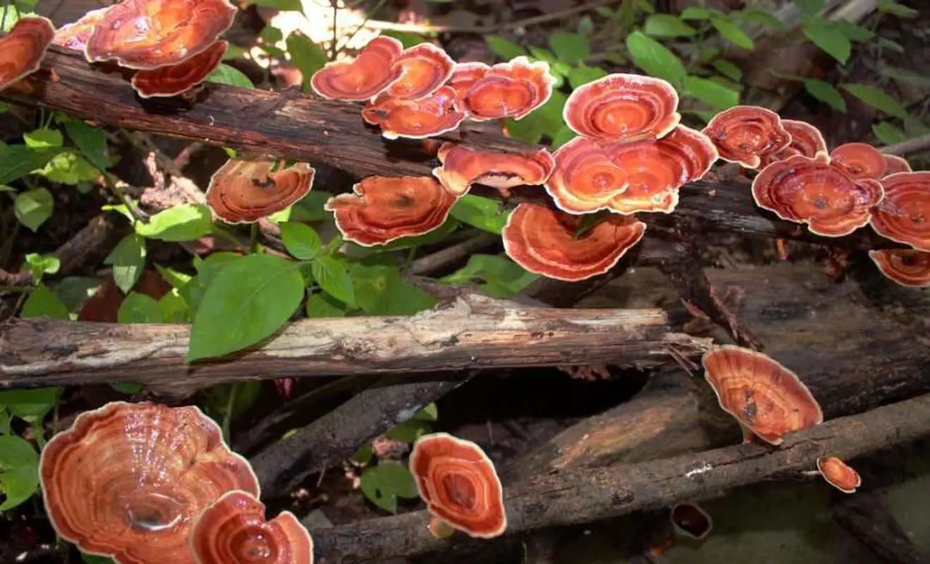 قارچ نمی‌تواند جایگزین انسولین شود