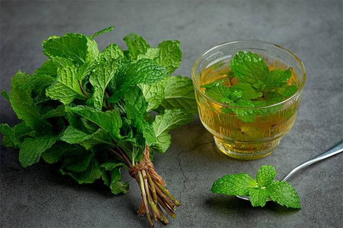 پاک‌سازی بدن با مصرف این گیاه