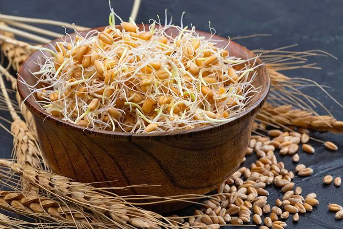 از جوانه گندم و خاصیت‌هایش غافل نشوید 