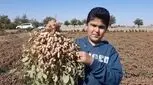 روغن بادام زمینی را دستکم نگیرید