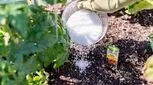 تقویت گیاهان با نمک: راهنمای کامل استفاده بهینه و بررسی اثرات مثبت و منفی
