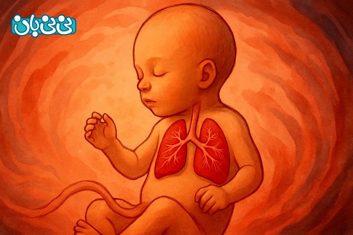 ریه جنین در هفته چندم کامل می‌شود؟ جدول زمانی رشد ریه جنین