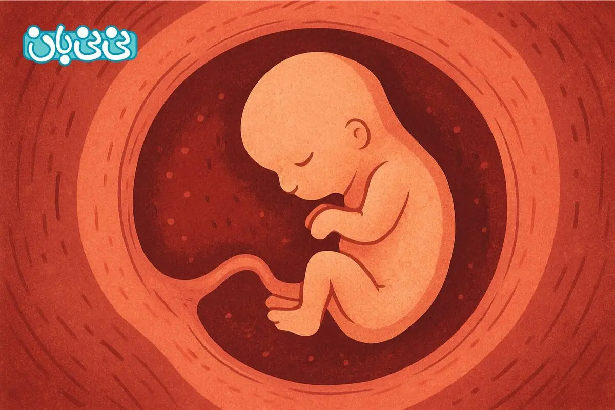 قلب جنین در چند هفتگی تشکیل می‌شود؟  ۸ دلیل دیر تشکیل شدن 