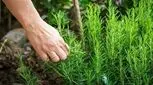 از رزماری غافل نباشید