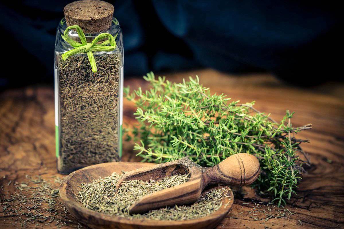 این گیاه فقط چاشنی پیتزا نیست/ خواص ضدسرفه نیز دارد