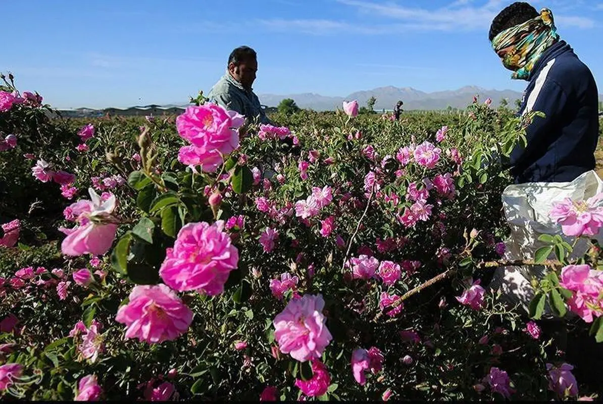 این گل از شما در برابر گاز اُزن محافظت می‌کند 