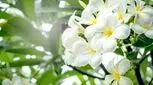 بوهایی که شما را شادتر می کنند 