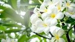 بوهایی که شما را شادتر می کنند 