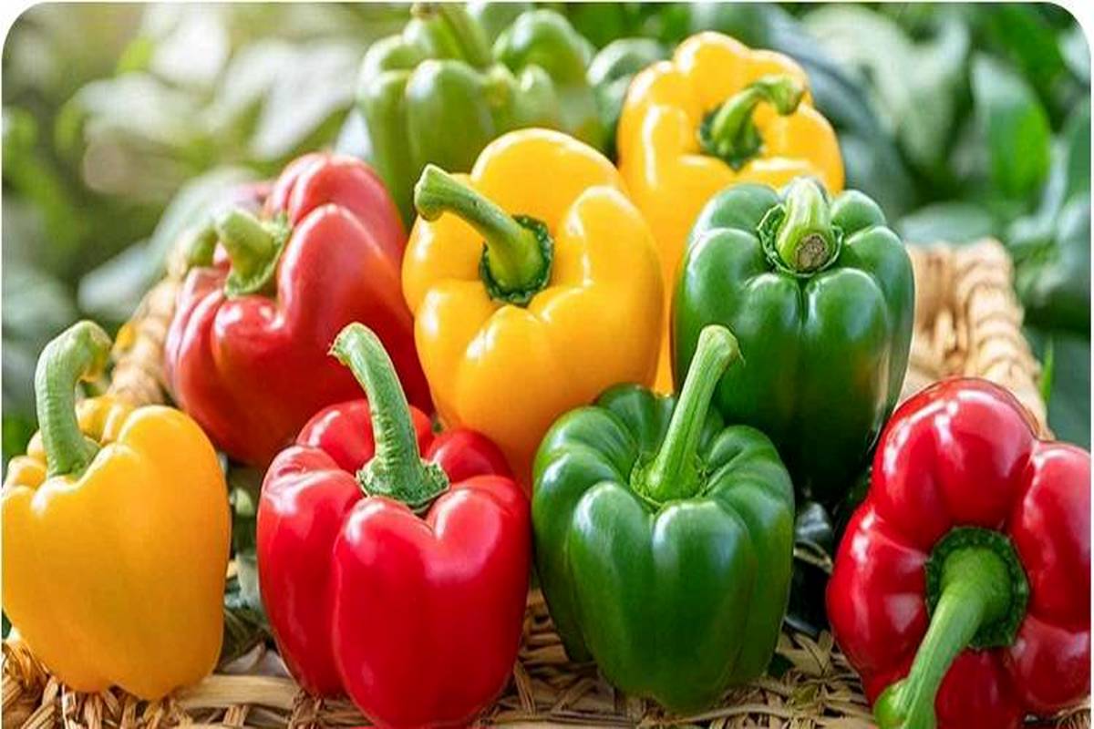 فلفل دلمه‌ای چه رنگی مفیدتر است؟