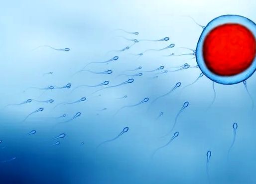 آیا واقعاً اسپرم‌ها به سمت تخمک مسابقه می‌دهند؟