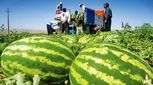 در تابستان از این میوه غافل نباشید/ کم‌کالری و پر از خاصیت 