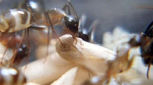 تصاویر دیدنی از به دنیا آمدن مورچه‌!