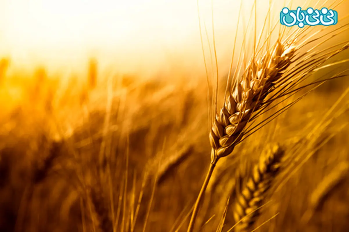 تعیین جنسیت از روی دانه گندم