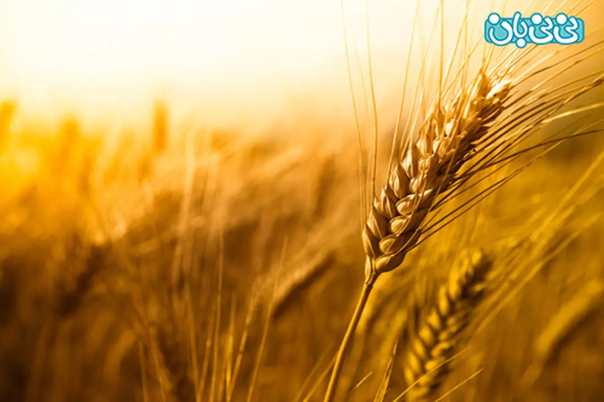 تعیین جنسیت از روی دانه گندم