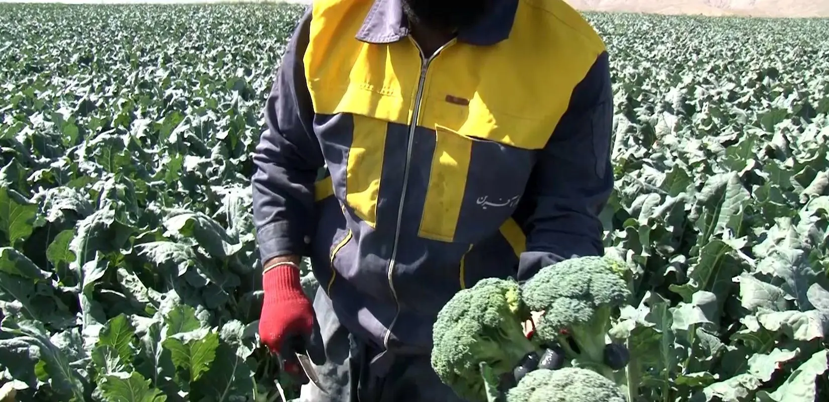 با خواص این «سوپر سبزیجات» آشنا شوید 