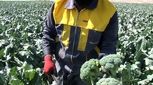 با خواص این «سوپر سبزیجات» آشنا شوید 