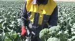 با خواص این «سوپر سبزیجات» آشنا شوید 