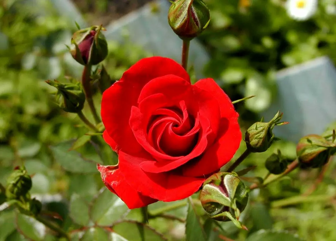 قصه برای خواب کودکان، رز سرخ مغرور