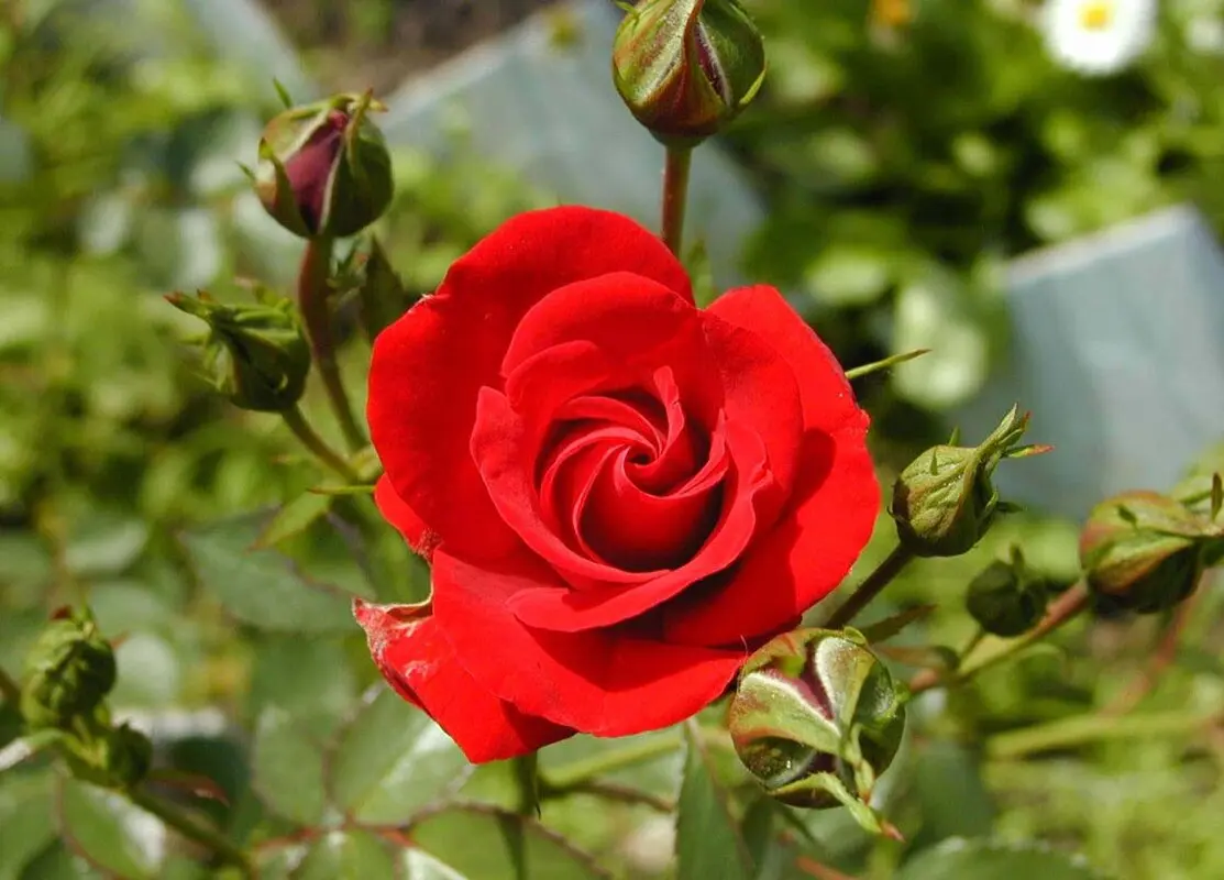 قصه برای خواب کودکان، رز سرخ مغرور
