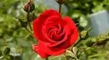 قصه برای خواب کودکان، رز سرخ مغرور