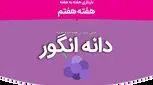 هفته هفتم بارداری