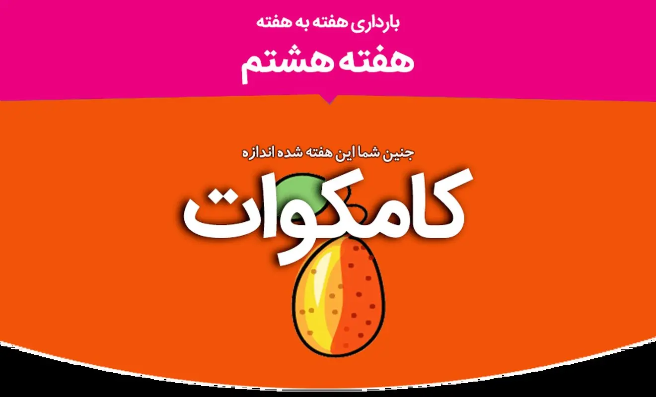 هفته هشتم بارداری