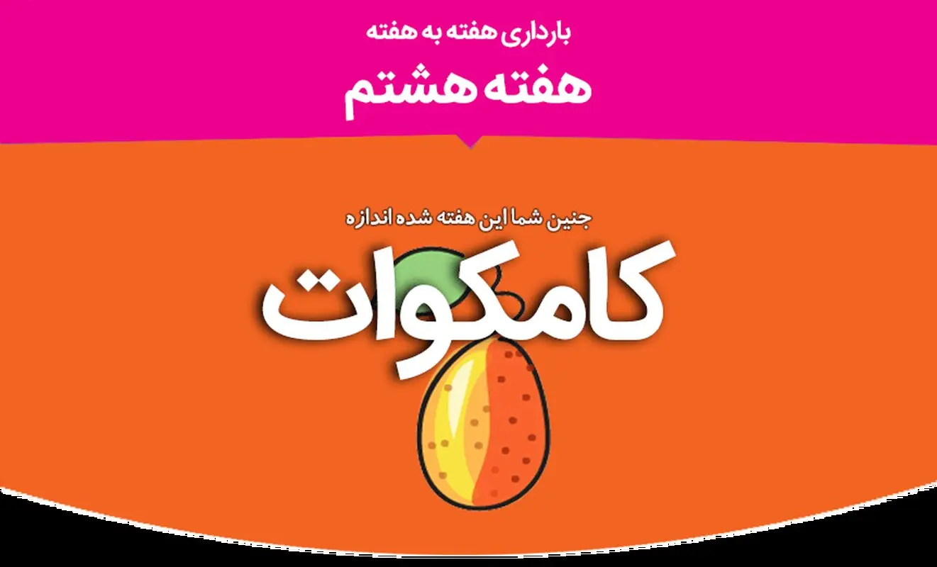 هفته هشتم بارداری