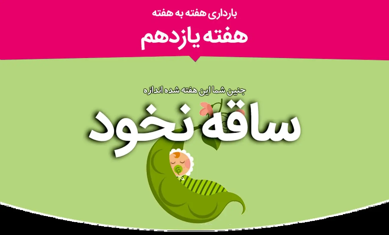 هفته یازدهم بارداری