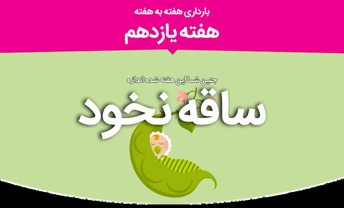 هفته یازدهم بارداری