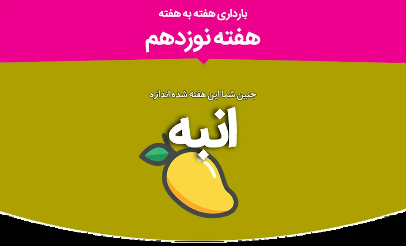 هفته نوزدهم بارداری
