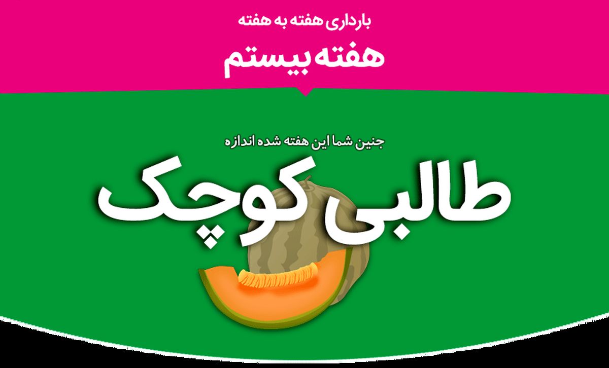 هفته بیستم بارداری