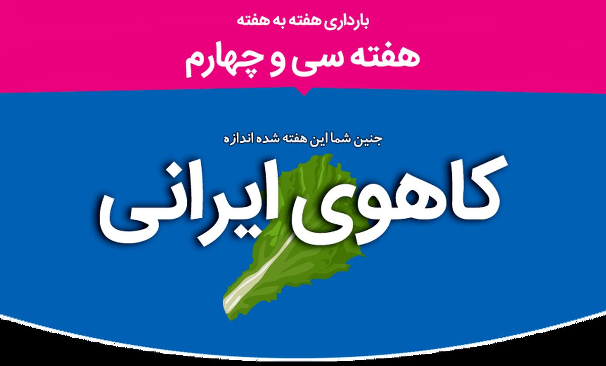 هفته سی و چهارم بارداری