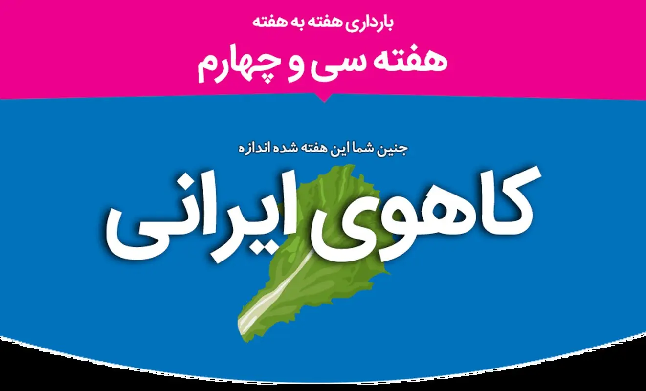 هفته سی و چهارم بارداری