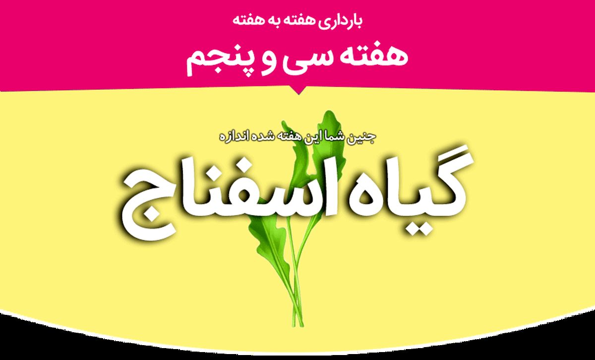 هفته سی و پنجم بارداری