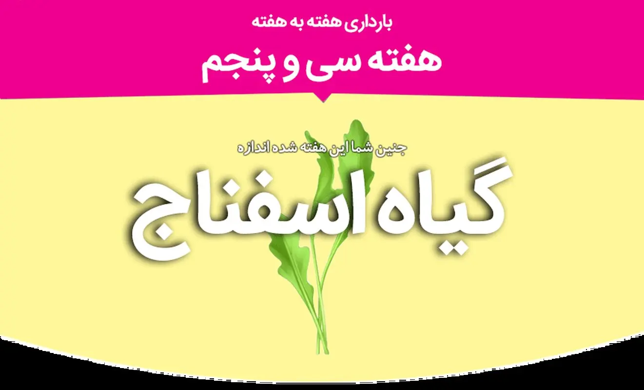 هفته سی و پنجم بارداری
