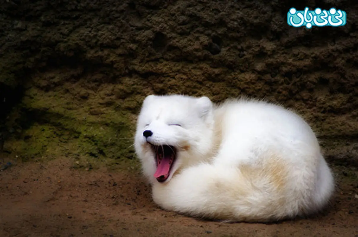 با دیدن این تصاویر به روباه علاقمند می‌شوید