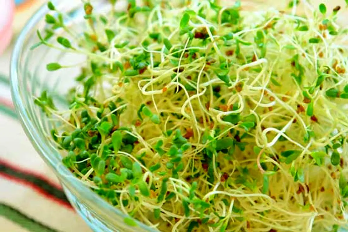 تغذیه سالم برای زنان، چطور جوانه‌های مختلف پرورش دهیم؟