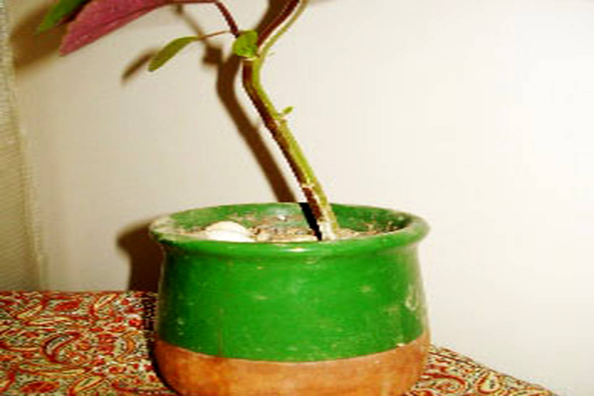 گلدان آبگوشتی