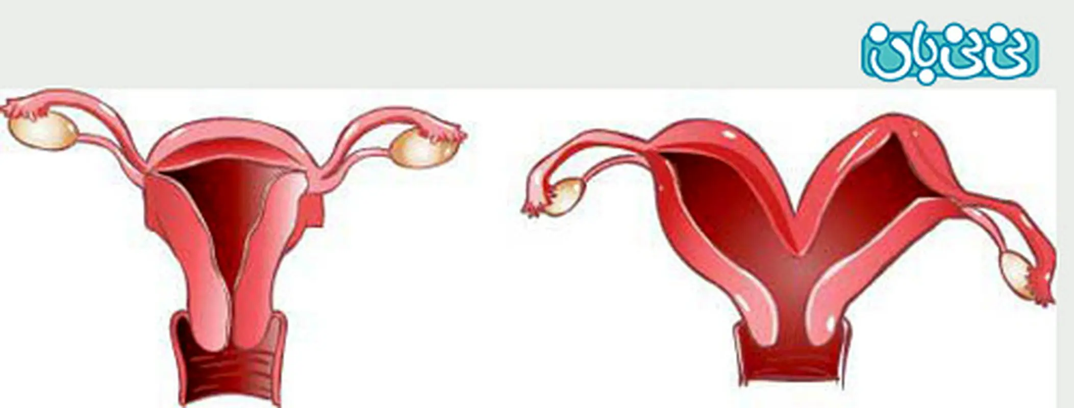ویژگیهای رحم سالم، تاثیر در روند بارداری