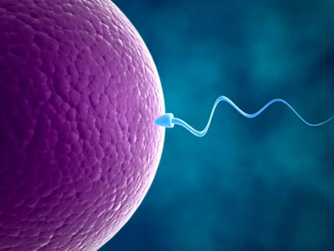 درمان سقط مکرر جنین، کشف روشی جدید