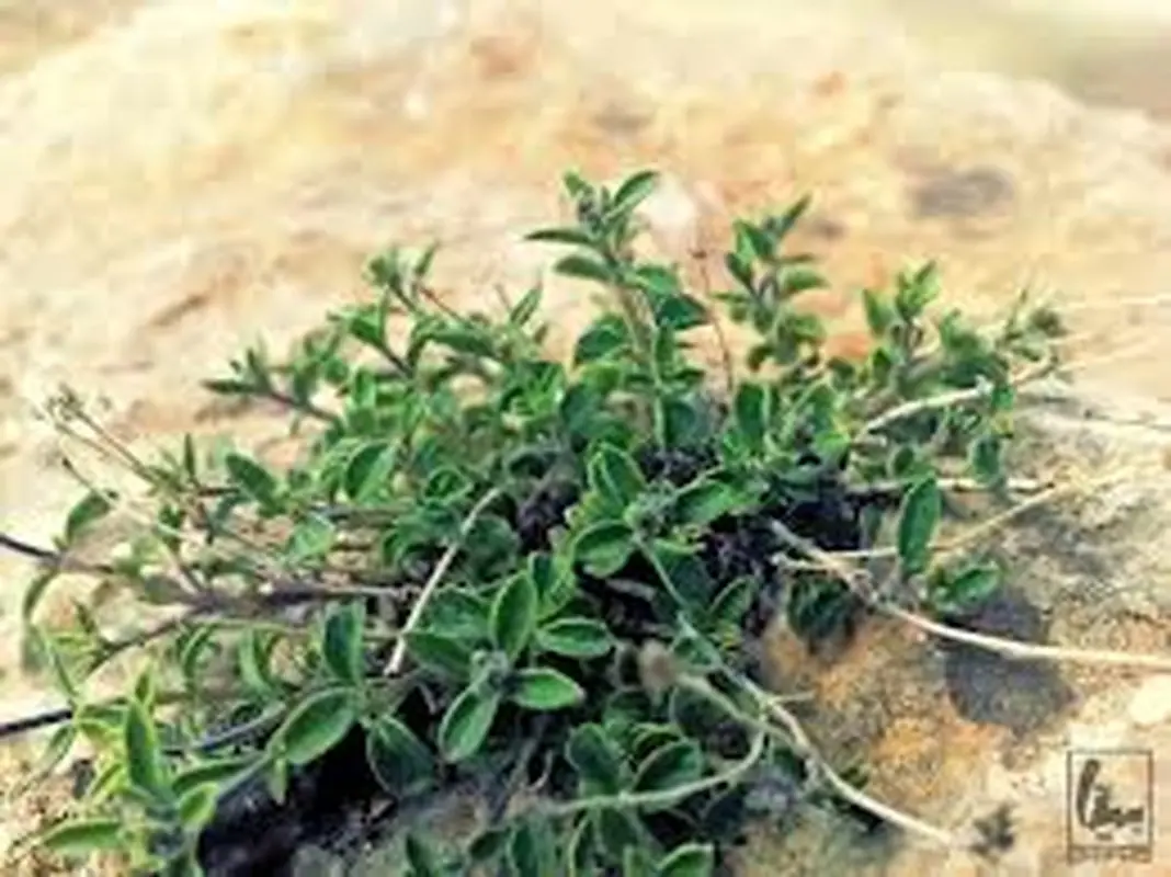 استفاده آویشن در بارداری، گیاه بومی کشور