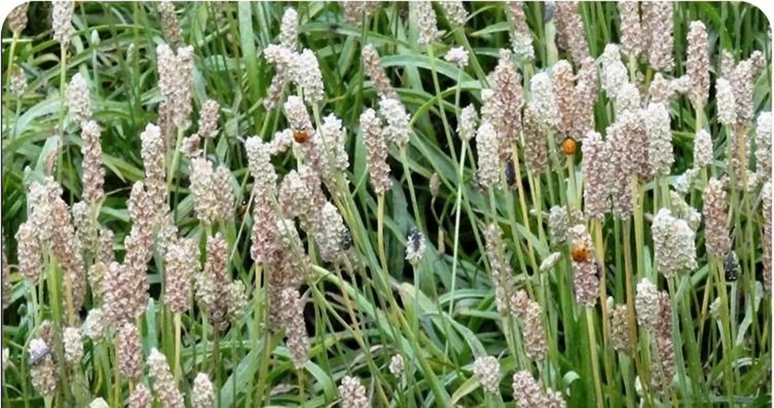 از خواص معجزهآسای اسفرزه خبر دارید؟