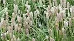 از خواص معجزه‌آسای اسفرزه خبر دارید؟