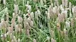 از خواص معجزه‌آسای اسفرزه خبر دارید؟