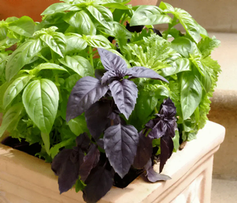 تولید سبزی خانگی، خودکفایی باصرفه!