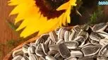 تعیین روز تخمک گذاری برای سیکل های نامنظم