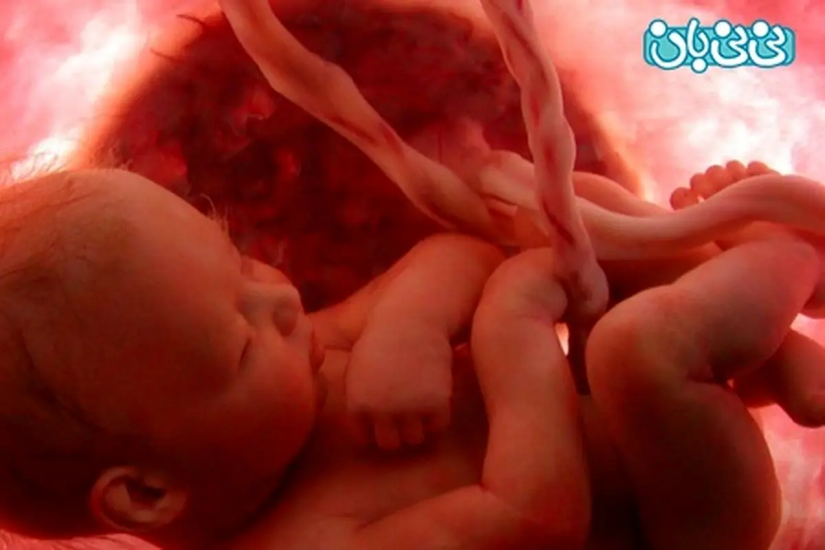 حرکات جنین در رحم، هفته به هفته (2)
